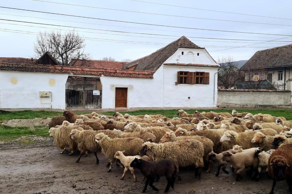 Haus Rether - Transylvanian Guesthouse Bunesti  Exterior foto